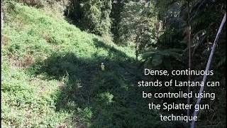 Bush Regeneration Splattering To Control Lantana Envite Environment