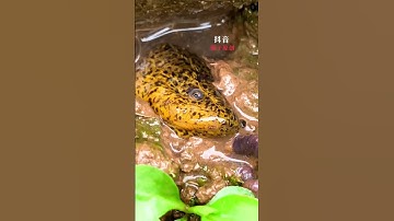 How to catch Eel fish with hook#185