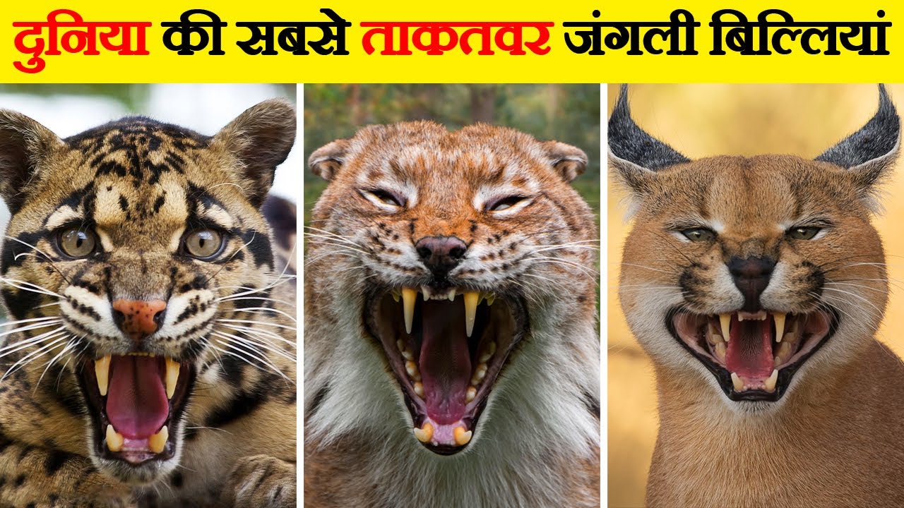 दुनिया की 10 सबसे ताकतवर जंगली बिल्लियां | Top 10 Most Powerful Wild Cats in the World