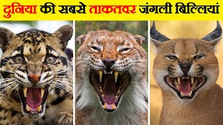 दुनिया की 10 सबसे ताकतवर जंगली बिल्लियां | Top 10 Most Powerful Wild Cats in the World