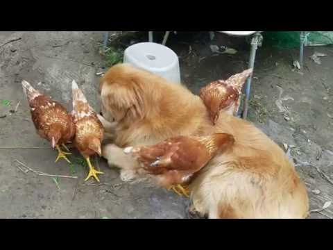 犬についたヒッツキムシを食べるニワトリ  