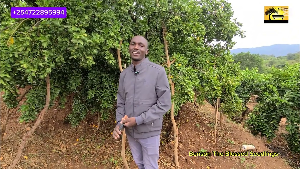He started planting Pixie oranges while at class six! Benson The Blessed Seedlings