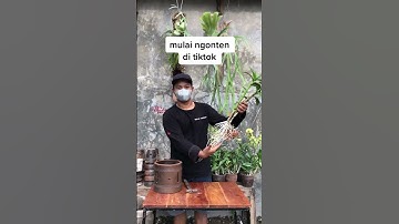 Thumbnail of Pembuatan Greengouse yang sangat minim biaya ✨#tipsandtricks #greenhouse #orchid