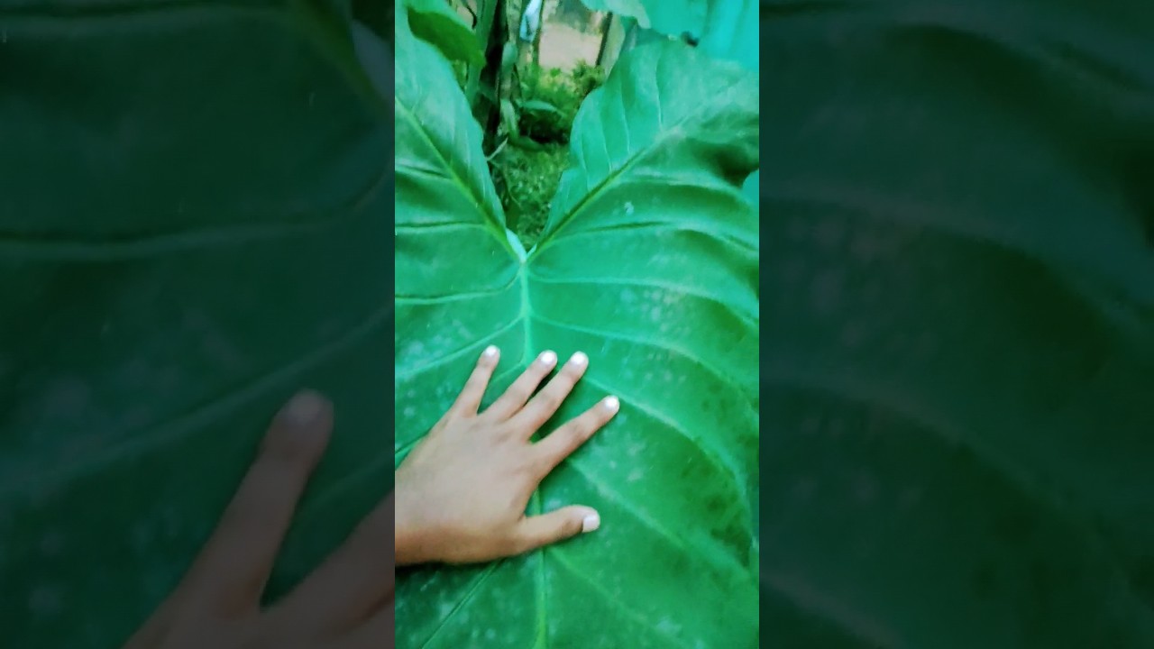 I grew this Colocasia species in my backyard 