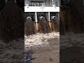 Cruise Ships Dump Dirty Water into the Ocean? 🚢😱 The Truth Revealed!_#viral _#shorts