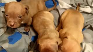 puppies available November 21 2020 by Aftershock American bully 30 views 3 years ago 3 minutes, 1 second