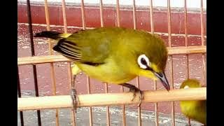 suara kenari mix jangkrik//cocok untuk masterin pleci