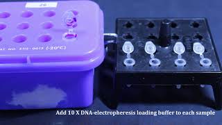 BCH2333 Lab5, Experiments 3 and 4: Plasmid digestion and agarose gel electrophoresis