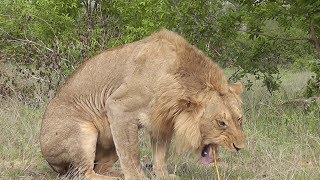 Vomiting Lion Looks Like Cat Resimi