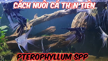 Cách Nuôi Cá Thần Tiên | Cá Ông Tiên Nuôi Thủy Sinh Được Không | how to raise Pterophyllum fish