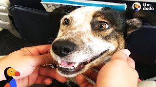 dog abandoned on the street lives like a queen now the dodo