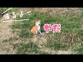 動きたがらない柴犬に「パパ帰って来るよ」と言ってみた