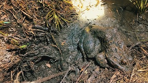Cắm Câu Ếch Đồng Cập Bìa Rừng || Frog fishing on the edge of the forest