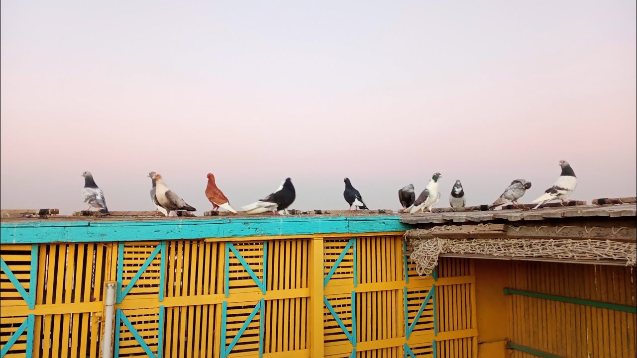 كلام في النش الجزء الاول مع#تامر_كين#حسين_الخطيب