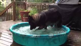 Cody beating the heat during dog days of summer