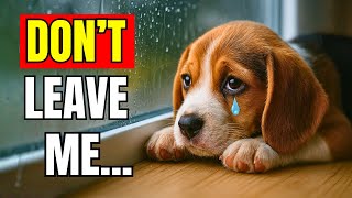 90% Owners Do THIS Before Leaving… And Dogs Suffer Silently | Dog Behavior Explained