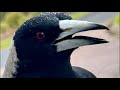 Australian Magpies, Cockatoos and More! #birdwatching #funnybirds #birds
