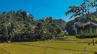 🌿ADEM BANGET 🥰 inilah suasana sore disawah pedesaan Jawa Barat