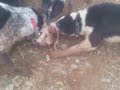کشتن گرگ توسط سگ های جبار روستای مشهد کاوه اصفهان