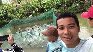 cá lóc bay ở cồn sơn tp cần thơ