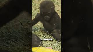 Этот момент между мамой и малышом растрогал всех #shorts