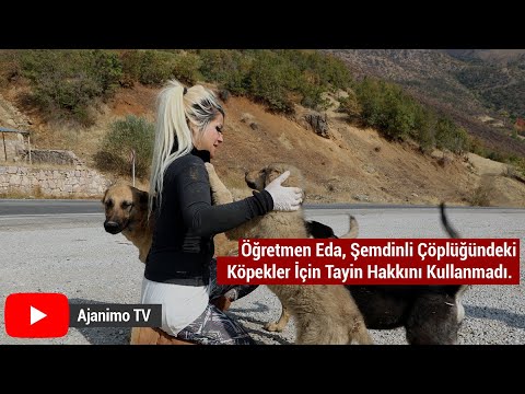 Eda Öğretmen, Sokaklardan Alınıp Dağ Başına Atılan Evsiz Köpekler İçin Tayin Hakkını Kullanmadı