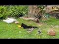 Cat TV: Activate Your Cat's Hunter Instinct! 🎯 (Birds, Squirrels &amp; Bugs)