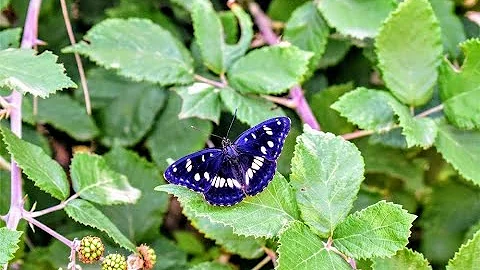 S. Mandelker PhD: Enduring Tribulation to Soul Return, I