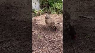 Famous Easter Egger Chickens | Miss Ash (Better Quality) | 5 Grain Scratch Treats Net Worth