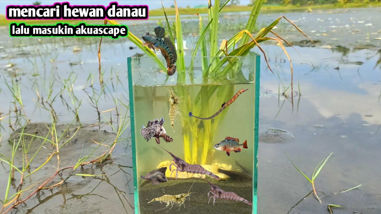 Berburu hewan danau langsung masukin akuascape