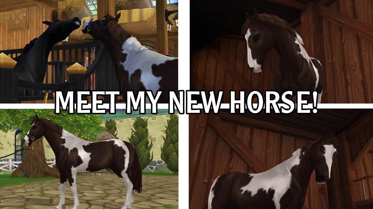 MEET MY NEW HORSE || She’s never been under saddle?! || SSO RRP - YouTube