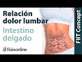 Intestino delgado y dolor de espalda o lumbar - ¿Qué relación tienen?