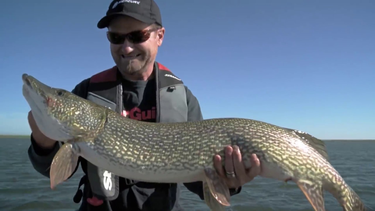 How to Catch Big Pike that Short-Strike Swimbaits | Fish'n Canada