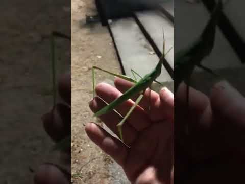 Video: Grasshoppers ya tau siab npaum li cas?