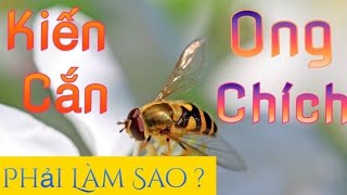 Top 8 Cách Làm Giảm Ngứa Khi Bị Kiến Cắn Hay Nhất Năm 2022