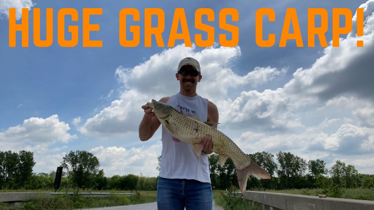 MASSIVE GRASS CARP! Nebraska Bowfishing 2023! YouTube