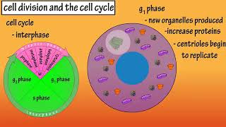 How Do Cells Divide   Phases Of Mitosis   Cell Division And The Cell Cycle   Cellular Division360p