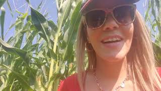 Strawberry Picking farm in Arizona! 🍓🍓🍓