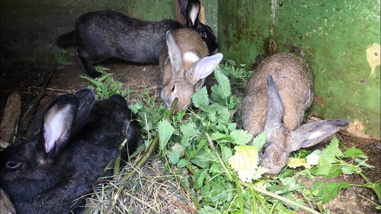 Можно кроликам давать одуванчики. Кролики едят крапиву. Кормление кроликов. Траву которую едят кро. Кролик ест траву.