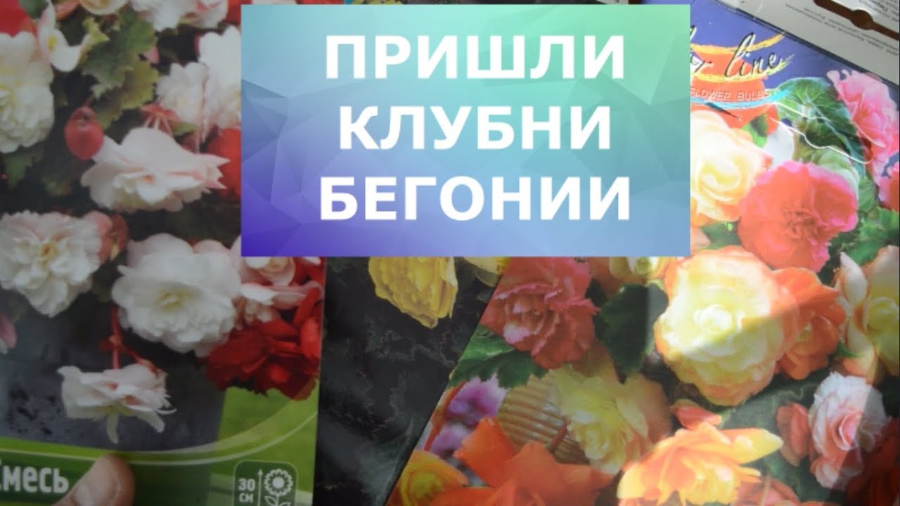 Купить Клубни Бегонии В Интернет Магазине Почтой