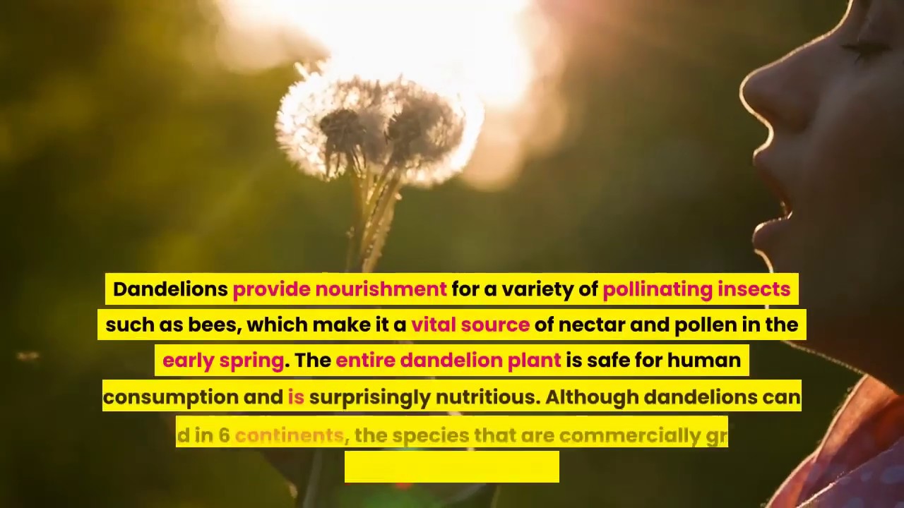 Dandelion Tea Weight Loss Does It Work YouTube Dandelion Tea Weight Loss Does It Work YouTube