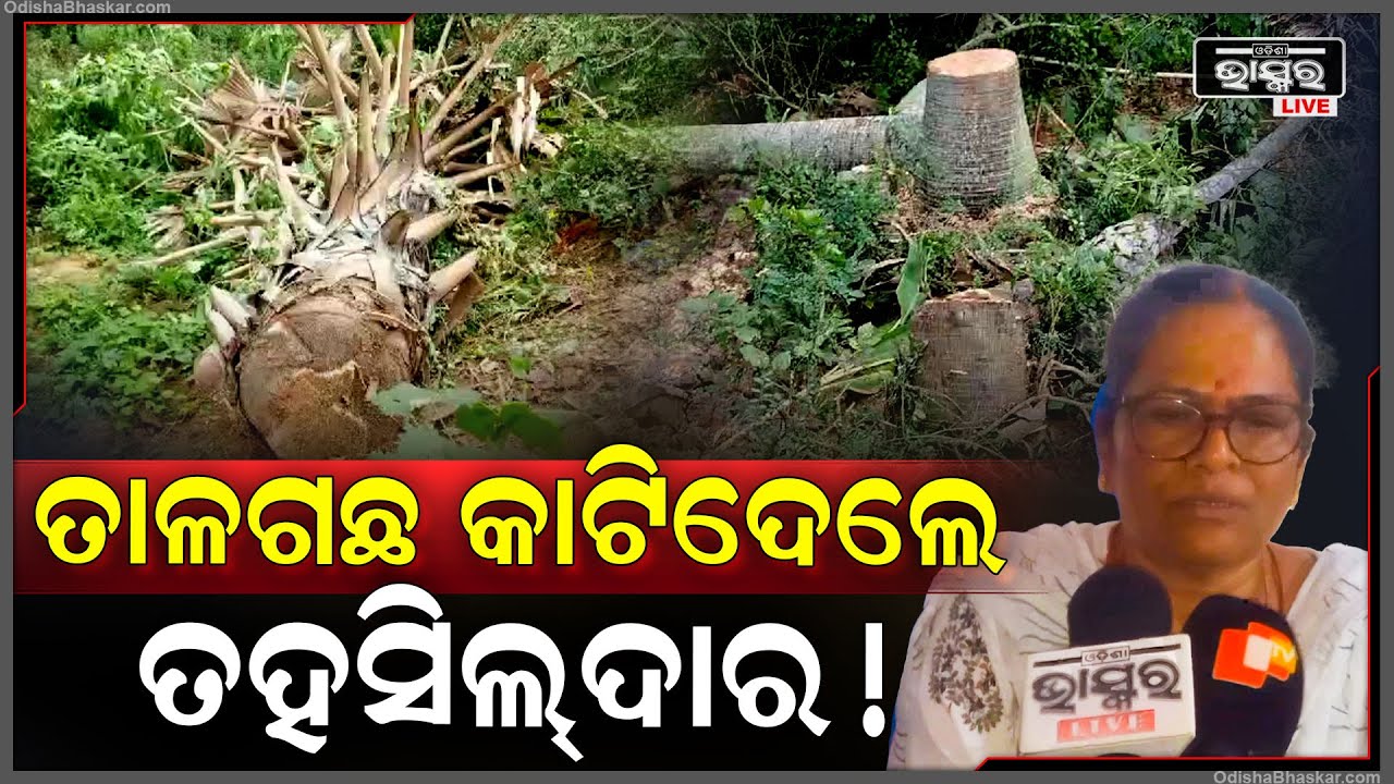 କୁକୁଡ଼ା ଫାର୍ମକୁ ରାସ୍ତା ସଂଯୋଗ ପାଇଁ ୪୦ରୁ ଅଧିକ ତାଳଗଛ କାଟିଦେଲେ ତହସିଲଦାର !