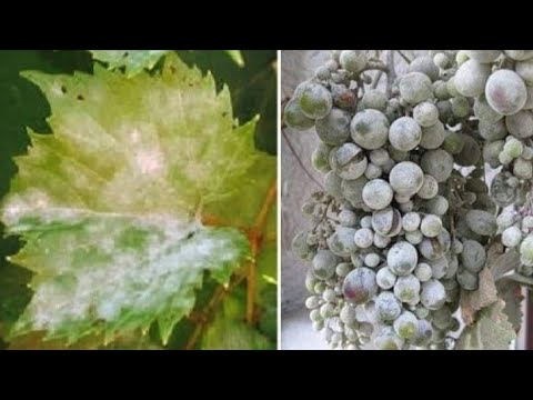 Video: Grape Black Rot Disease - Hoe druiven te redden met Black Rot