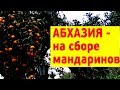 Абхазия - сбор мандаринов, и осенние опята под ними, Сухуми, 2018