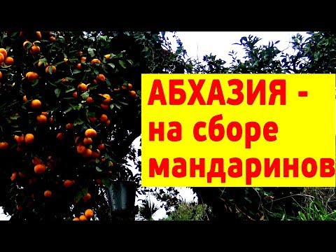 Video: Мандарин ширесин кантип жасоого болот