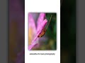 Macro shots #photography #macro #vivox300 #subscribe #shorts #new #viralvideo #mobile #photoshoot ##