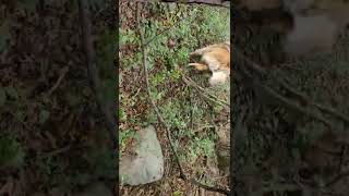 Clyde running through the woods