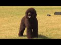 The Irish Water Spaniel - Bests of Breed の動画、YouTube動画。