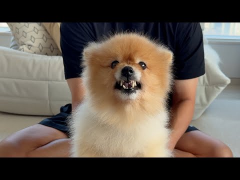 I swear my vet told me my dog loves to exercise..