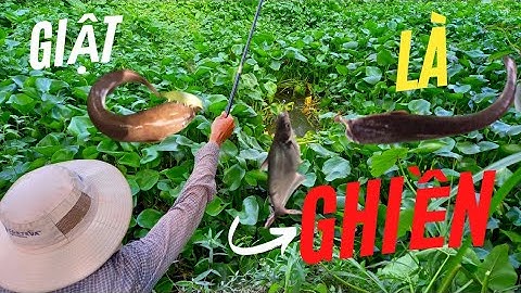 Câu cá Rô Trê Tra mương lục bình giật toàn cá ngon